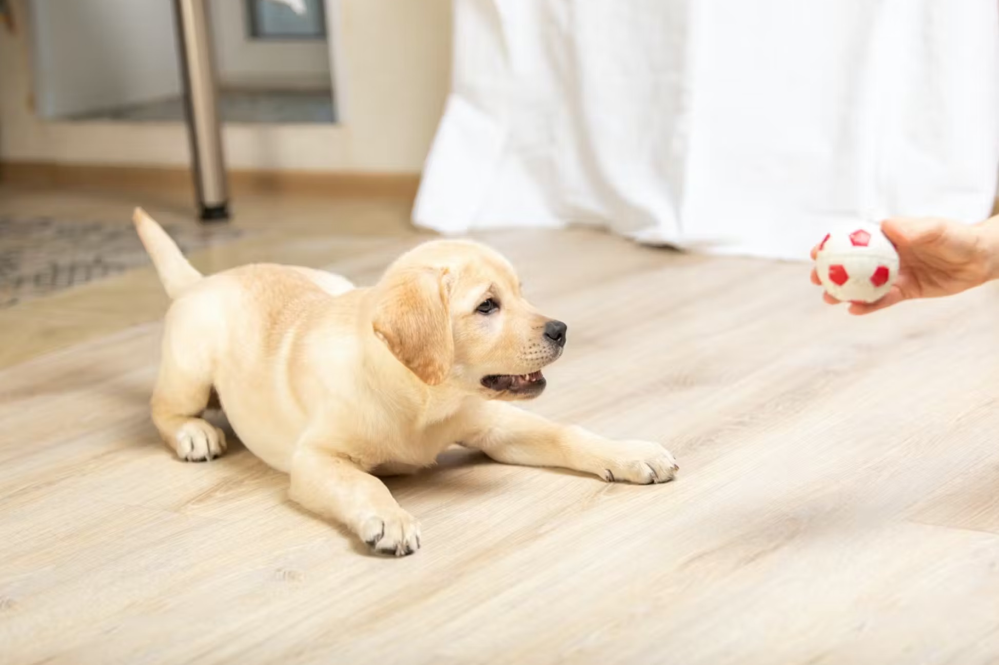 犬の社会化について