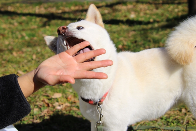 愛犬の噛み癖をやめさせる対処法5選