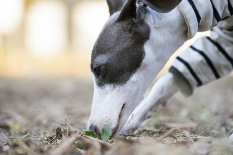 愛犬の拾い食い対策5選