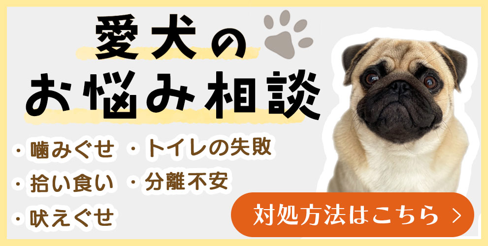 愛犬のお悩み相談